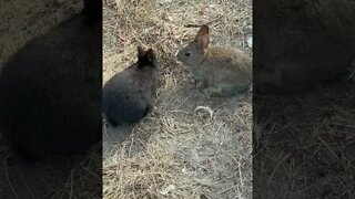 Baby Bunnies at the beach Part 2