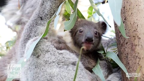 Koala Joey Makes Highly Anticipated 'Pouch Premiere' At Local Zoo