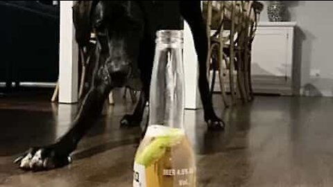 Ce chien se méfie des bouteilles de Corona !