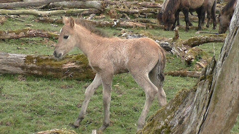 A wonderful meeting with a young wild foal