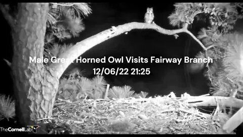 Male Great Horned Owl Visits Fairway Branch 🦉 12/06/22 21:25