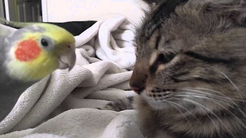 Kit the cockatiel singing and talking to the cat, Henry.🤣🤓