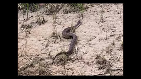 We have a pet death adder! Death Adder Catching a drink from between our cabins. 27/1/22