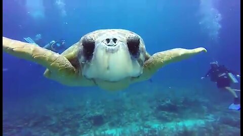Scuba divers experience an unforgettable visit from giant, friendly sea turtle