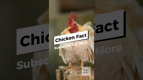 Chicken Facts - You Need To Know 😱🐓🐔🐣🐥#chicken #chickendance #shorts #pets #farmer #petsofinstagram