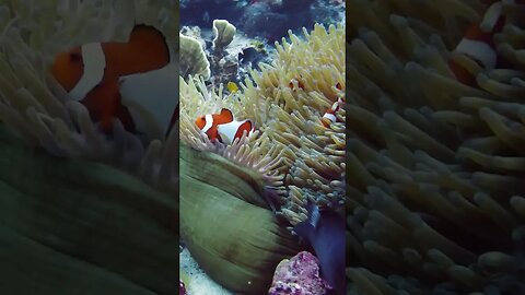 Coral Reef Clown Fish - Underwater4