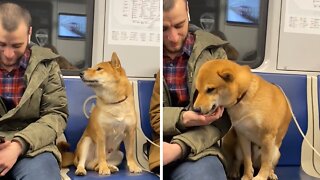 Shuba Inu adorably wants to befriend man on subway