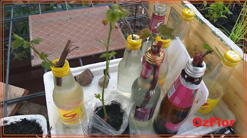 My plants germination nursery day 7 and 8