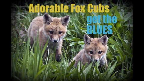 🦊Adorable UBER Cute Friendly Baby Fox Cubs compilation Ajax gets the #BLUES music video