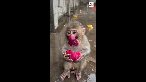 monkey eating dragon fruit