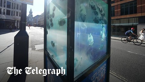 Fish on police box could be latest Banksy - hours after cat was removed