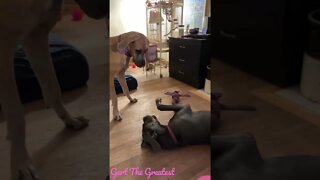 It’s on! #shorts #dogs #love #shortsvideo #dog #doglover #greatdane #kids #goodmorning