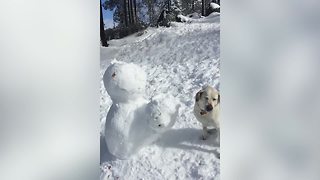 Cute Labrador Destroys Snowman