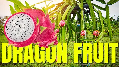 Dragon Fruit Garden Tour: Stunning Colors and Stunning Growth! 🌱 | Village Vibes