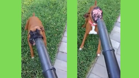 Dog played with the vacuum and this happened !! Try not to laugh challenge !!