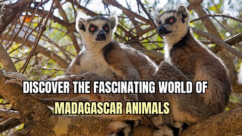 The World Of Madagascar Animals