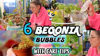 How To Care For Terrarium Begonias Using Begonia Bubbles