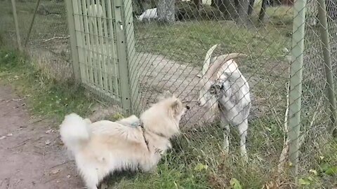 Ram it down! It's a goat! Dog meeting goat.