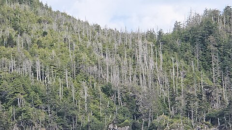 The never-ending story of Dead Trees of every Species across North America