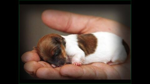 So Tiny Littile Puppy