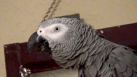Einstein the Talking Parrot must really be tired!