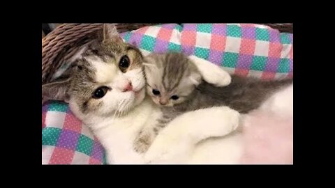 Cute And Funny Cats Moments!