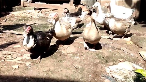 Flock of Muscovy Ducks