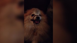 Funny Dog Growls With A Strap Around Her Mouth