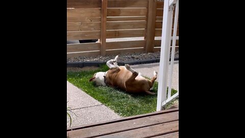 How a goofball eats grass 😂 #shorts #silly #dog #joey