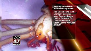 Pest company offers $300 for recluse spider