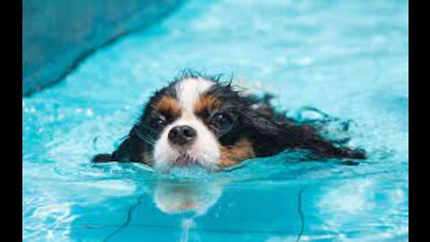 Incredible way to teach your dog swim