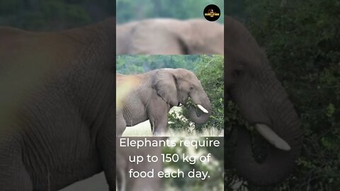 Quick Facts About Elephants - #shorts