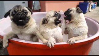 Puppy pugs play in bath
