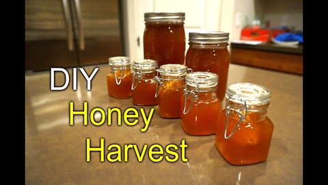 TopBar bee hive honey harvest - first time How to