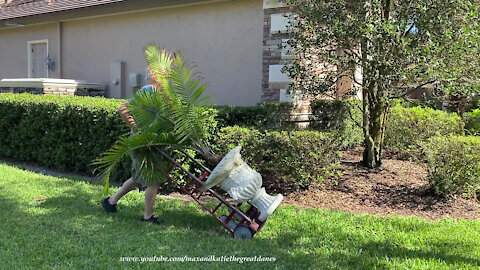 Great Dane Whines At Dad To Hurry Up Moving Big Potted Plants