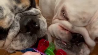 Bulldogs get just as excited for Ring Pops as we do!