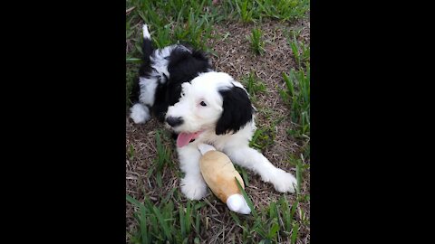 Introducing you to Ms. Luna the Sheepadoodle. Learn about her breeder, cost, potty training, etc.