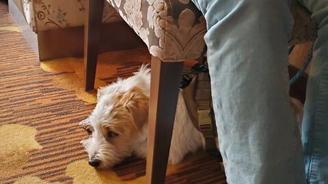 Ares Jack Russell waiting in line in dim sum restaurant