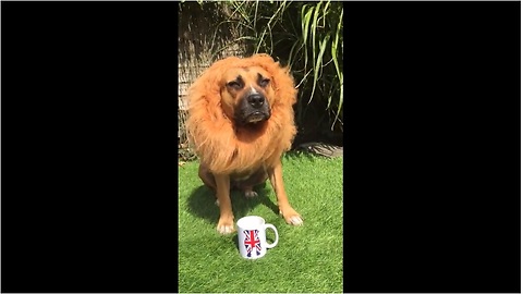 Dog models majestic lion costume