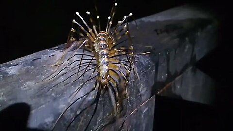 Giant Cave / House Centipede 😱 #centipede full documentry 👇🏼