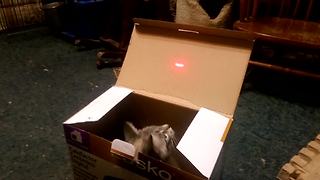 Funny Cat Chases A Laser Beam