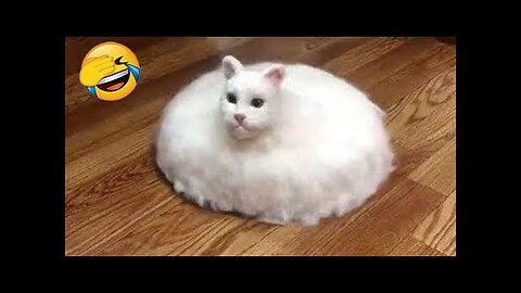 New Funny Videos 2024 😍 Cutest Cats and Dogs 🐱🐶 Part 5