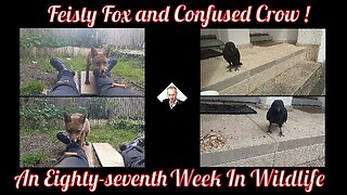 An Eighty-Seventh Week In Wildlife - Feisty Fox And Confused Crow !