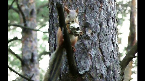 squirrel predator