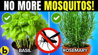 9 Mosquito-Repelling Plants You Need In Your Backyard ASAP