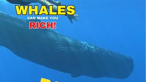 DAILY FACT | Whales Can Make you RICH!