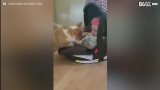 Cachorro corgi e bebé apaixonam-se no primeiro encontro