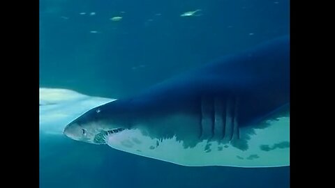 Incredible Shark Encounter: A Deep Sea Adventure 🌊🦈