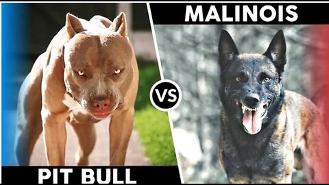 Pastor Belga Malinois vs American Pitbull Terrier😱