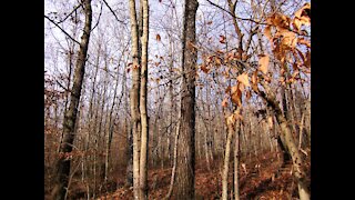 Sugartree Falls 1: A Walk in the Woods during Christmas 2021